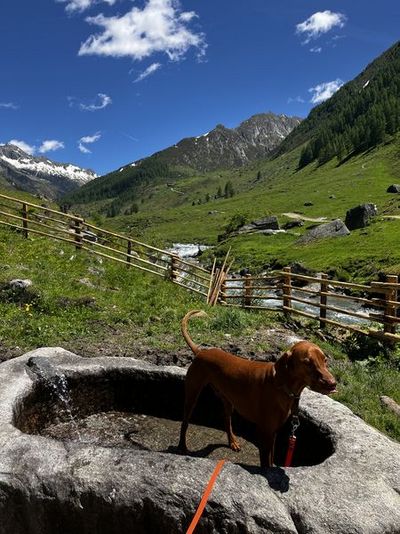 Familienurlaub mit Hund