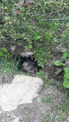 Murmeltieren am Wegesrand bei Wanderungen im Ahrntal