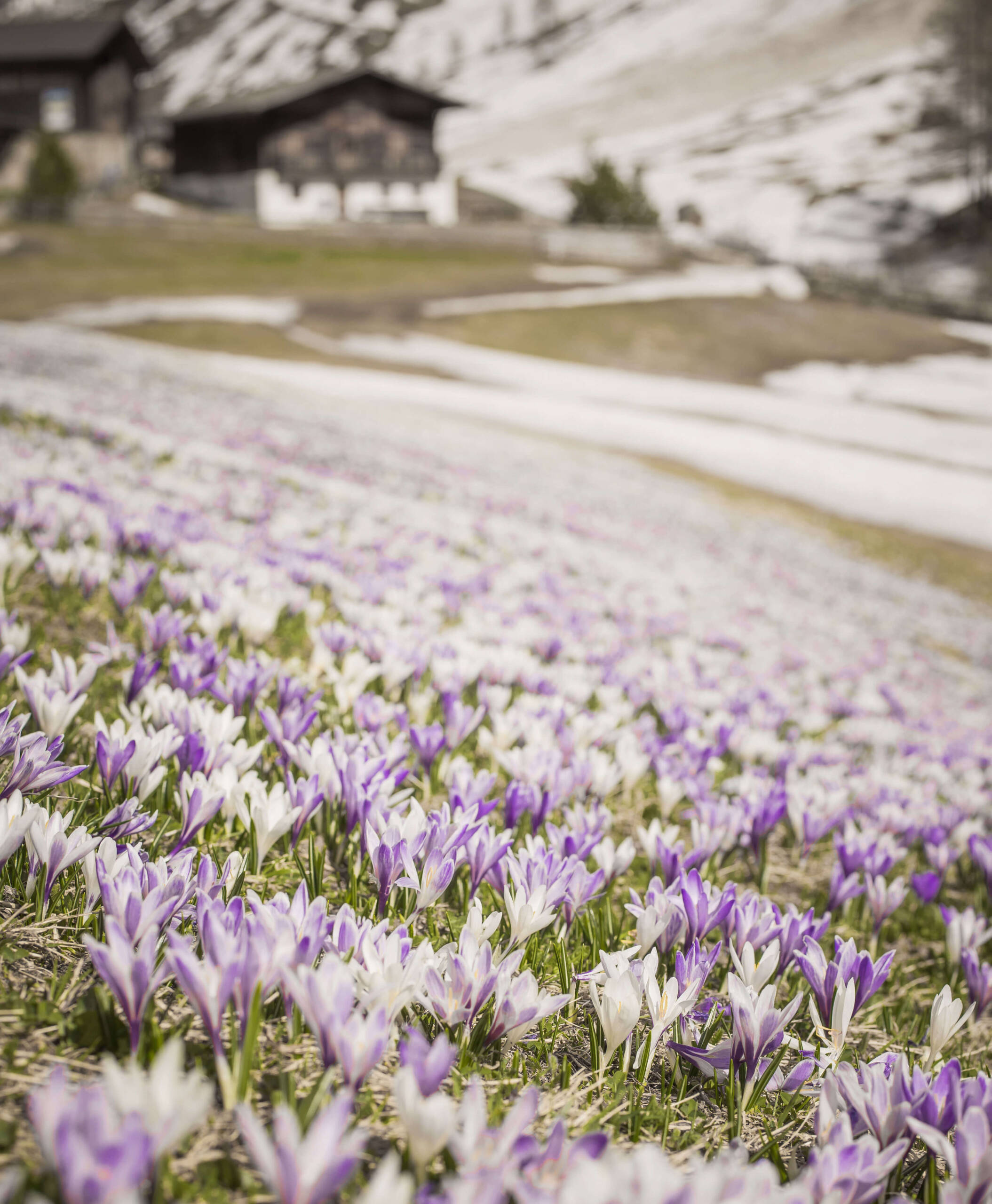 Eine Wiese voller Krokusse im Frühling - Hotel Anewandter